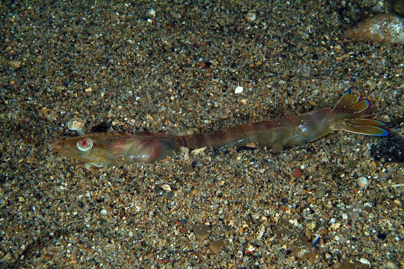 Melicertus kerathurus